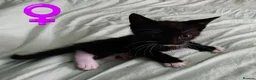 Mixed Breed cats for sale: Beautiful kittens £80 each  - Advert 8