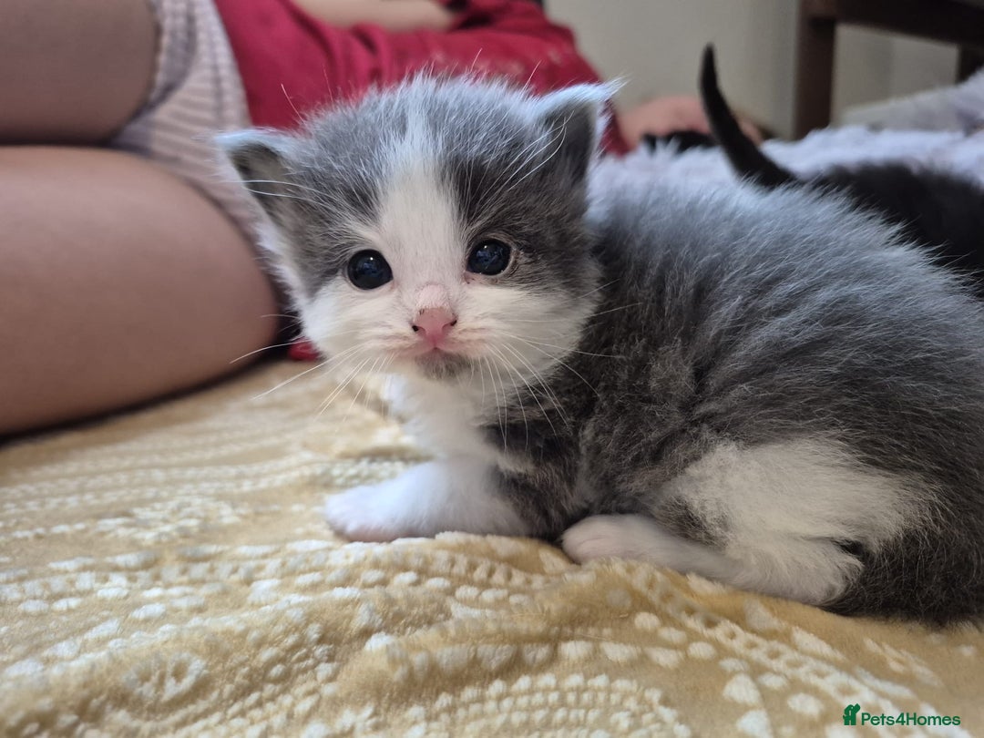 Ragdoll cats for sale: Ragdoll X Kittens  - Image 1