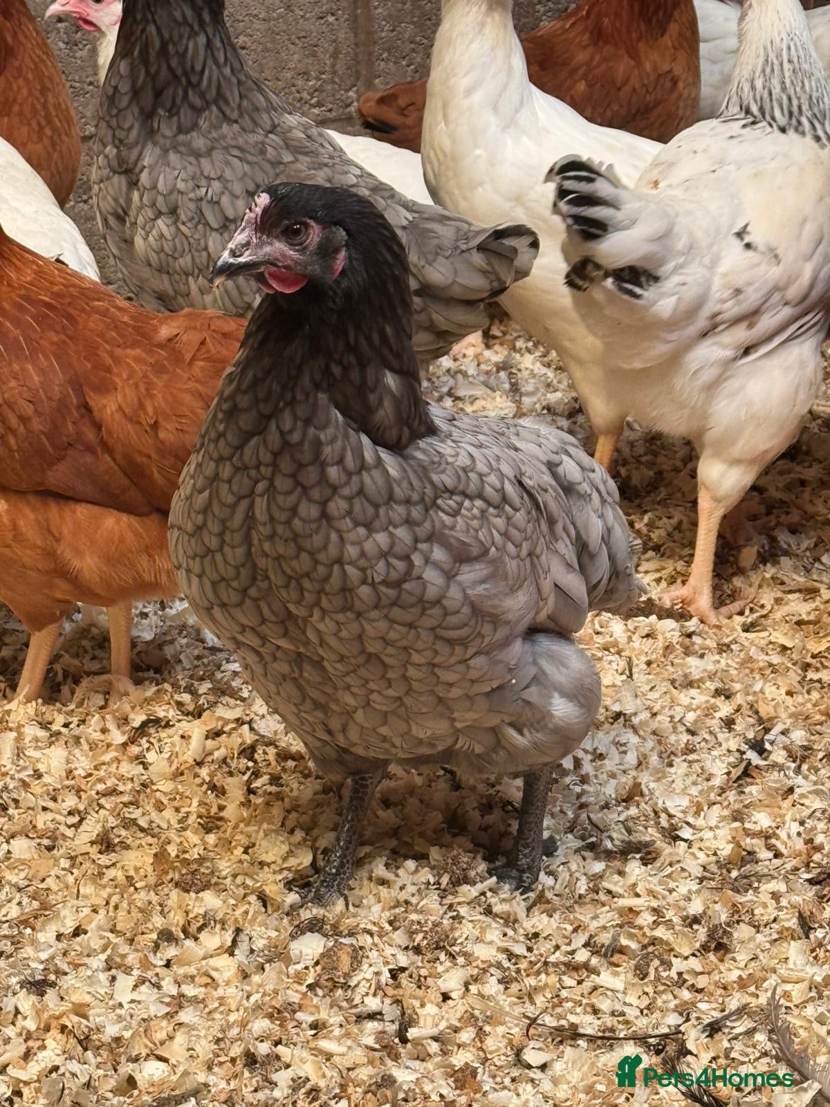 Chickens poultry Pol chickens for sale  - Advert 1