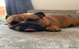 English Bulldog dogs for sale: English bulldog - Image 3