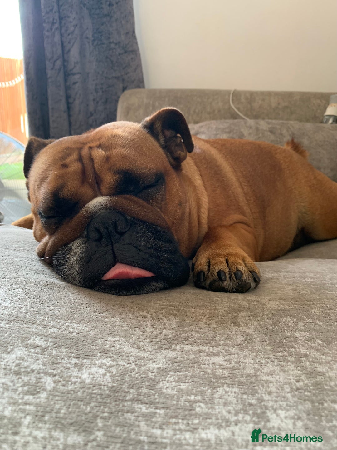 English Bulldog dogs for sale: English bulldog - Image 3