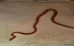 Snake reptiles for sale: variety of babys  - Image 7