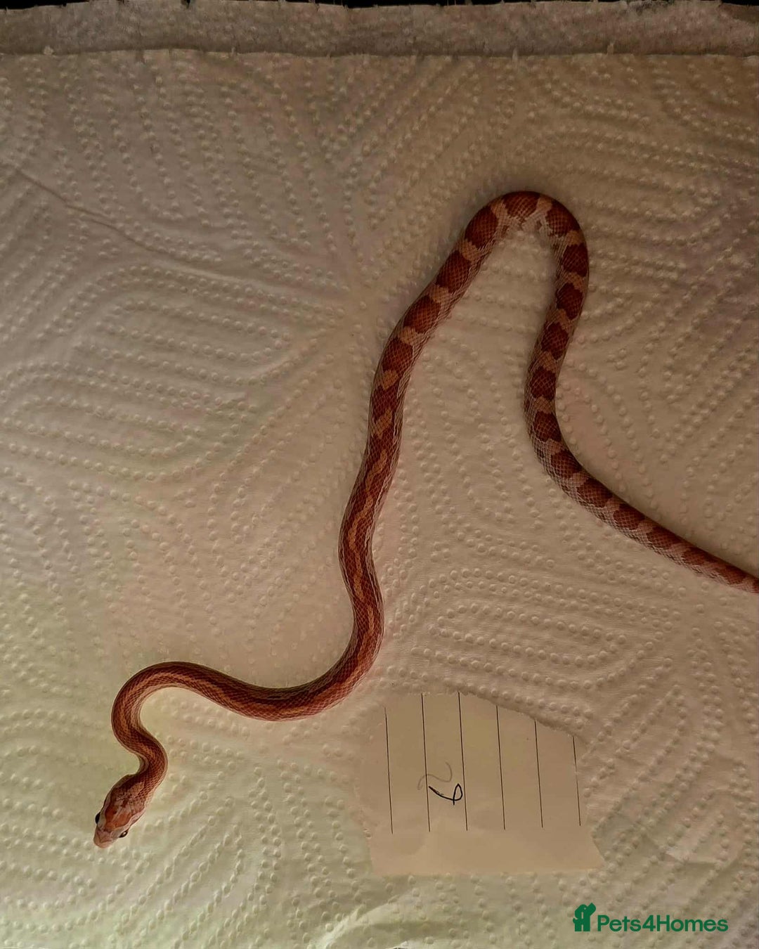 Snake reptiles for sale: variety of babys  - Image 7
