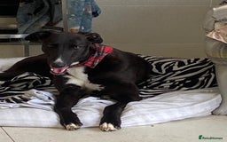 Greyhound dogs for adoption: Greyhounds ready for adoption  in Bridgnorth - Image 6