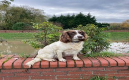 Sproodle dogs for sale: F1 Miniature Sproodles from Health Tested Parents. - Image 22