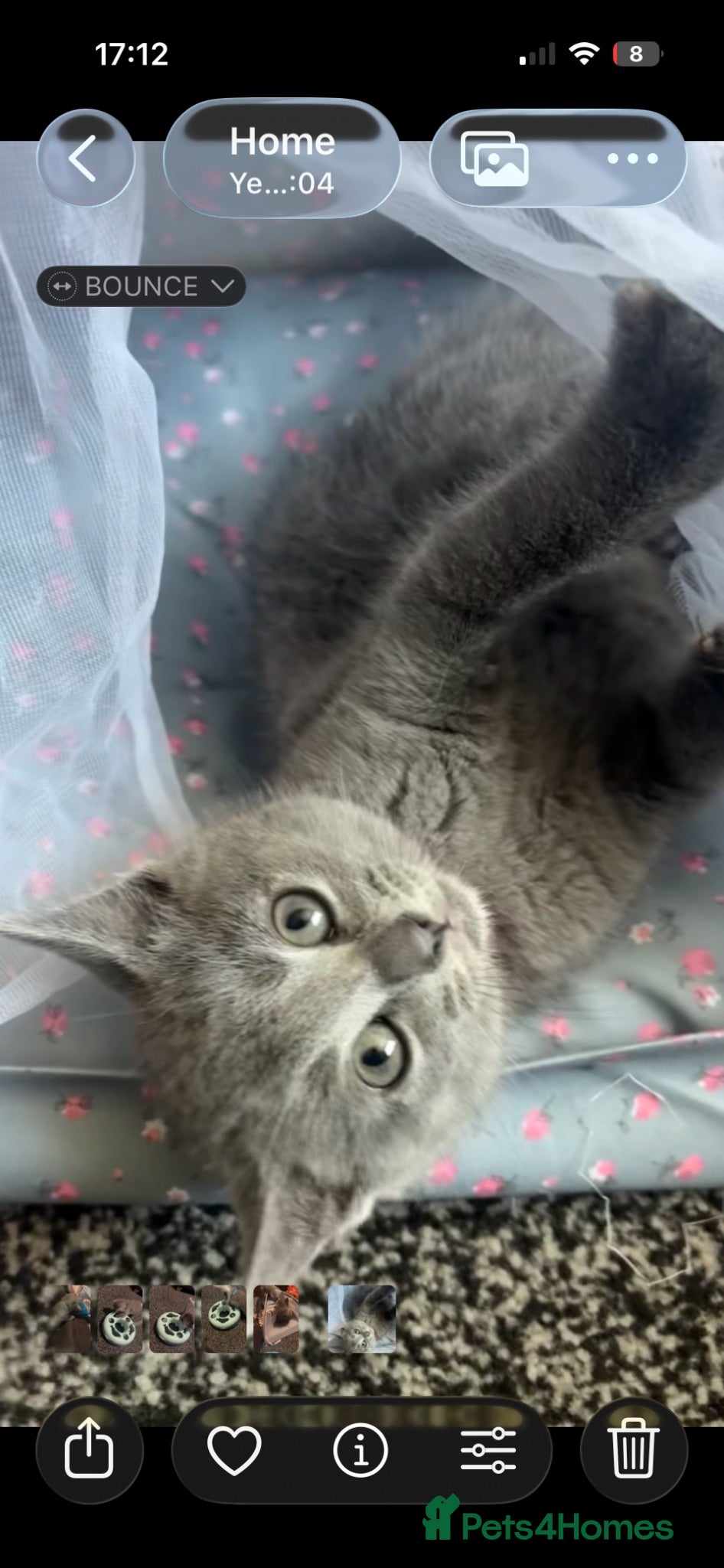 British Shorthair cats Beautiful British shorthairs  - Advert 3