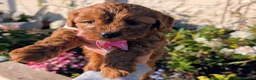 Cavapoo dogs for sale: ❤️ Ruby Red F1b Miniature Cavapoo Teddy Bear  ❤️  - Advert 17