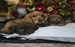 Cockapoo dogs for sale: Cockapoo puppies  - Advert 18