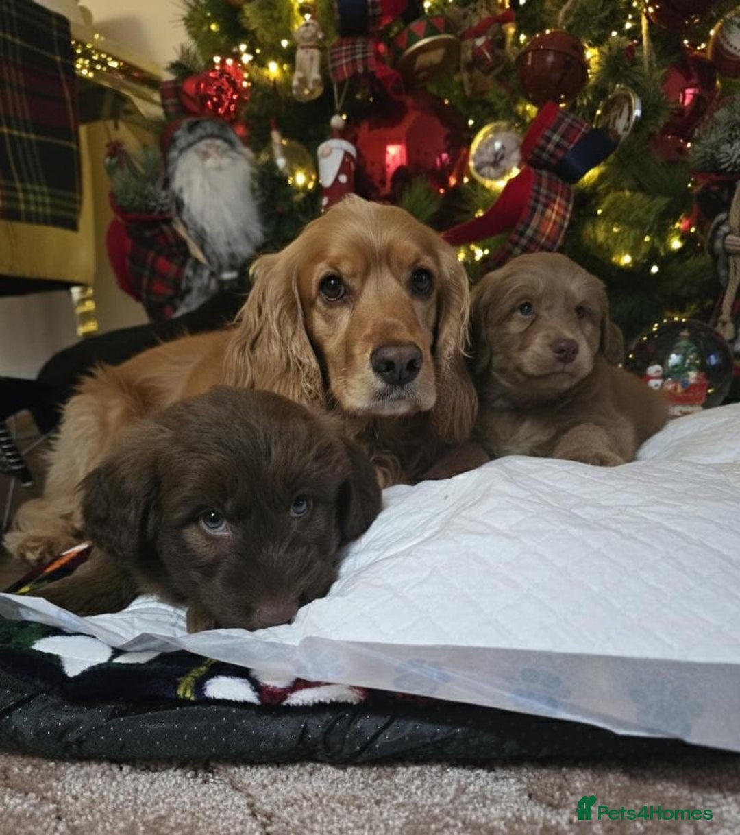 Cockapoo dogs for sale: Cockapoo puppies  - Advert 18