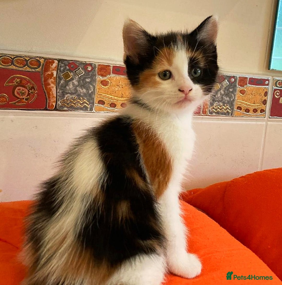 British Shorthair cats for sale: Lovely Kittens - Image 1