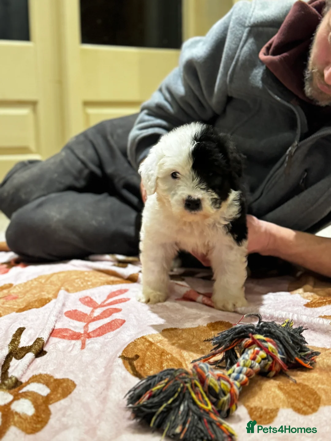 Old English Sheepdog dogs for sale: Outstanding OES top Show Lines,Exceptional Quality - Advert 16