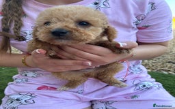 Jackapoo dogs for sale: Cream jackapoos f1b short legged  - Image 4