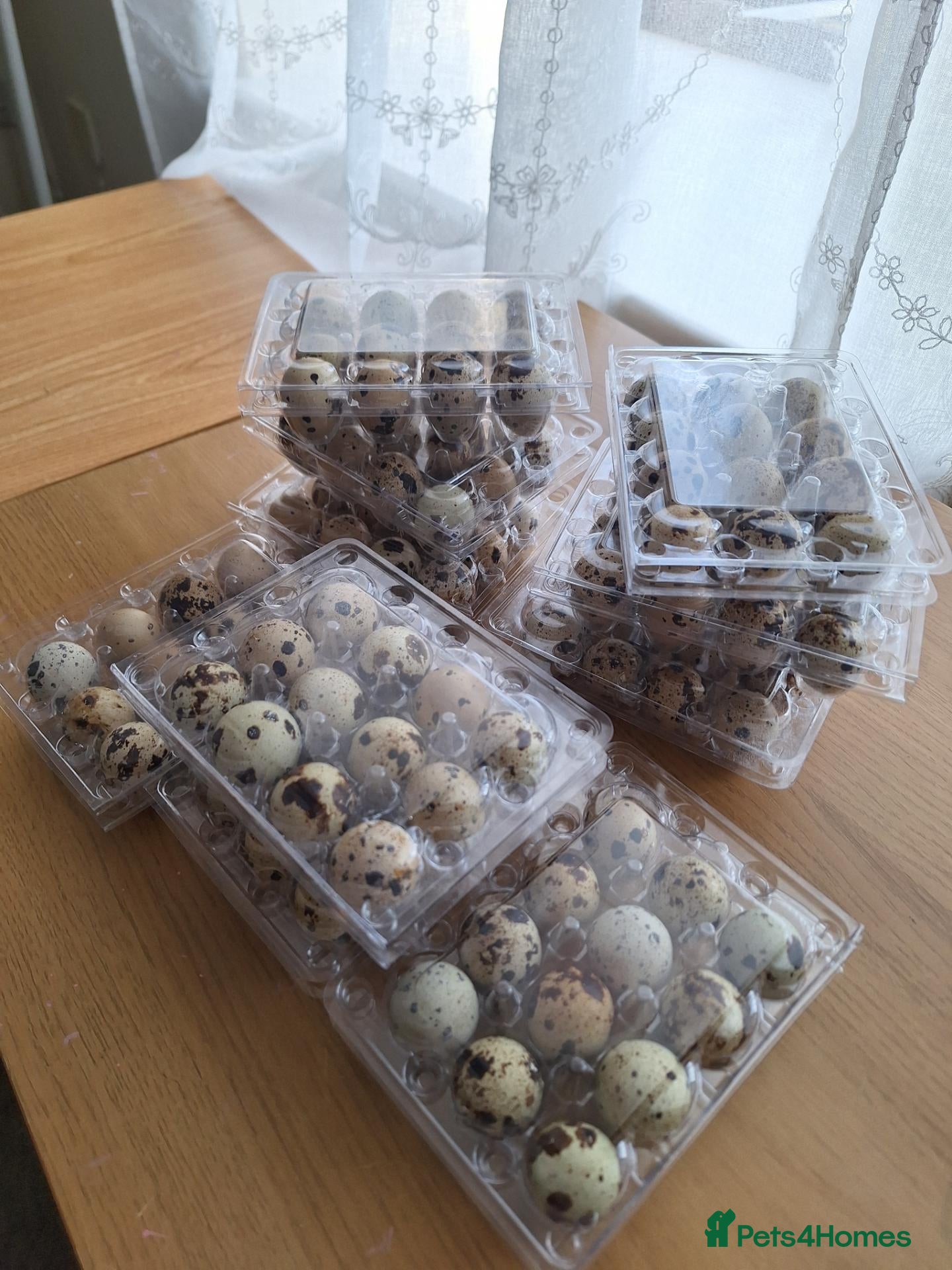 Quail poultry Japanese Coturnix Hatching Eggs  - Advert 5