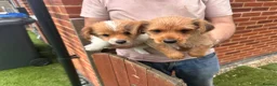 Mixed Breed dogs for sale: Chihuahua x terrier puppies for sale - Advert 7