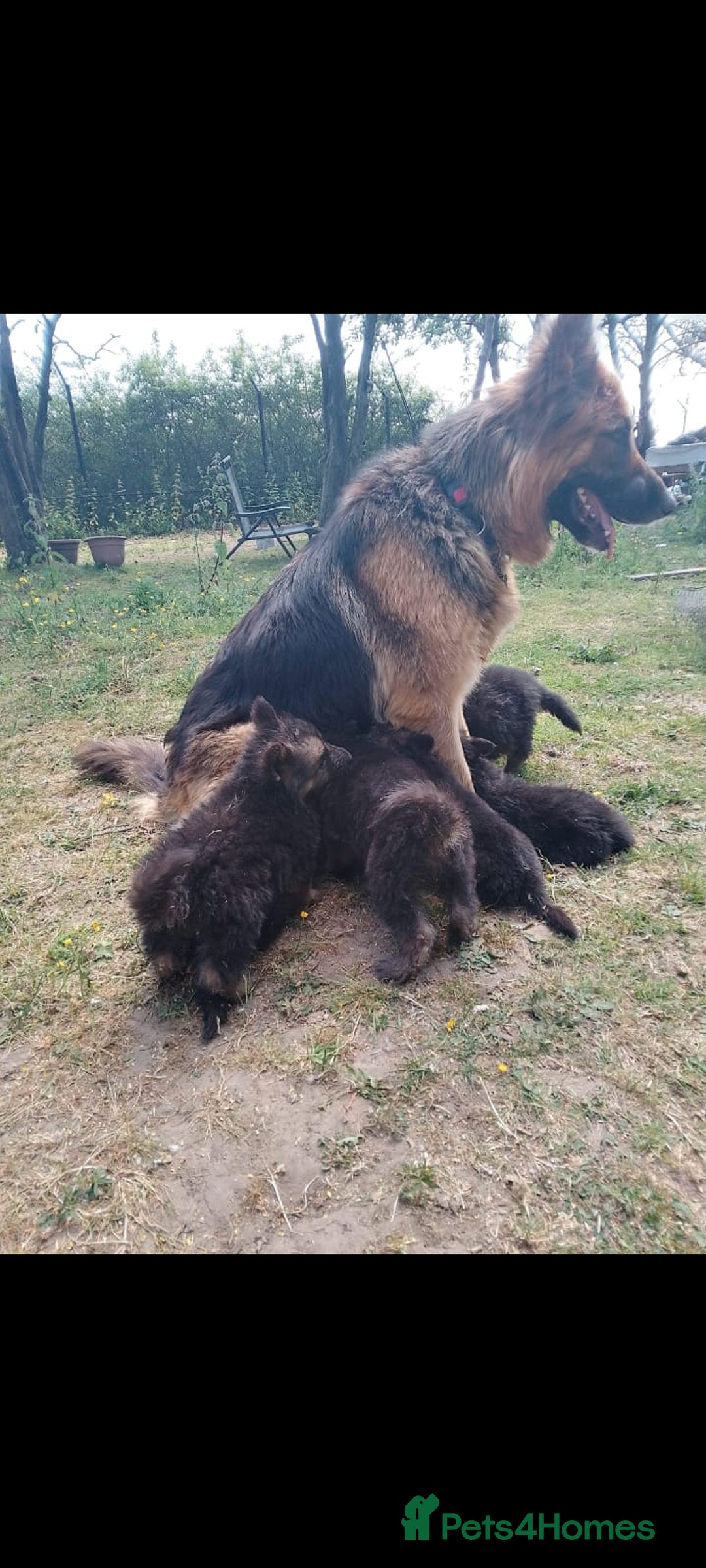 German Shepherd dogs for sale: German shepherd puppies - Advert 7