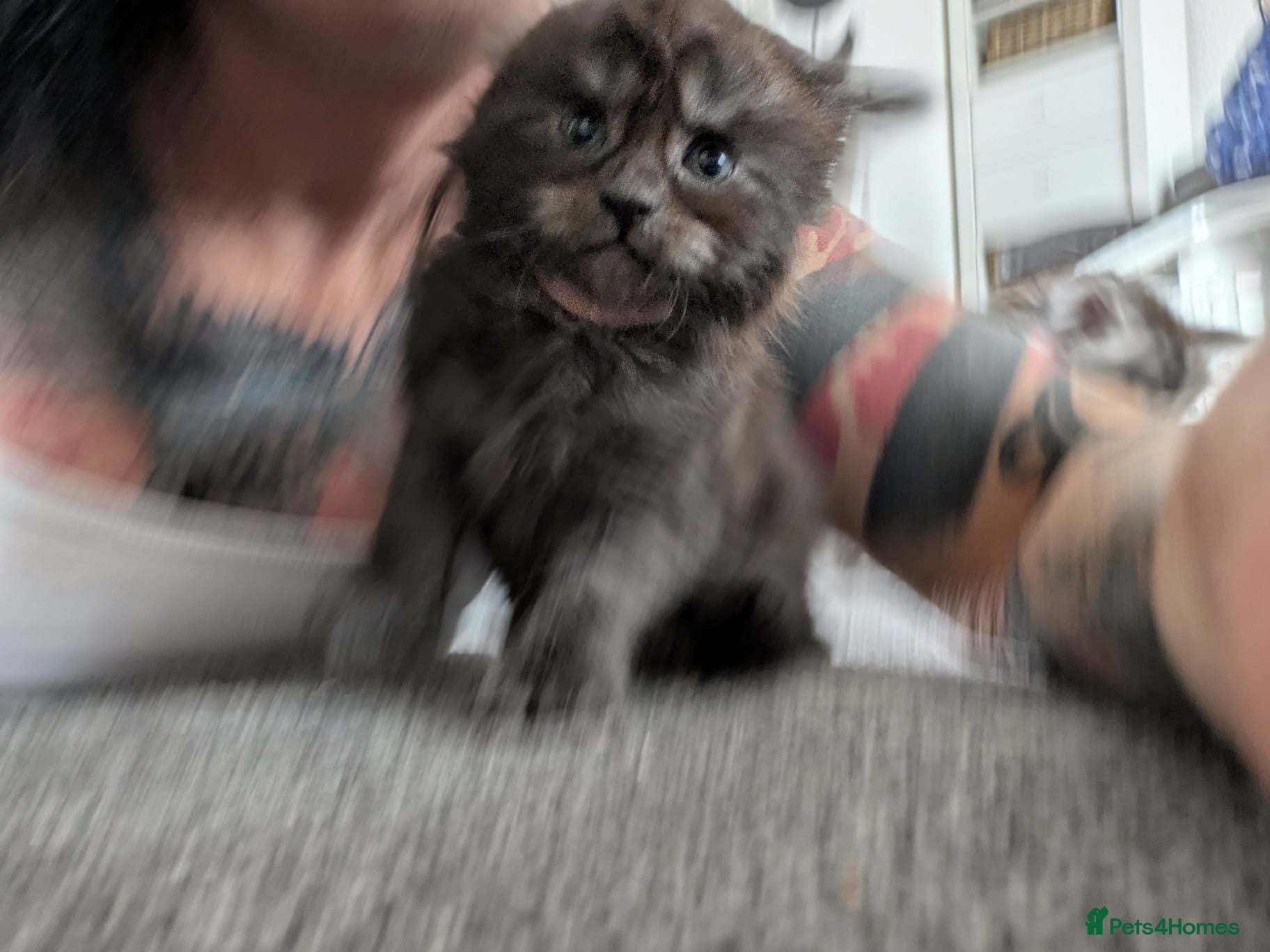 Maine Coon cats for sale: Maine coon kittens  - Advert 3