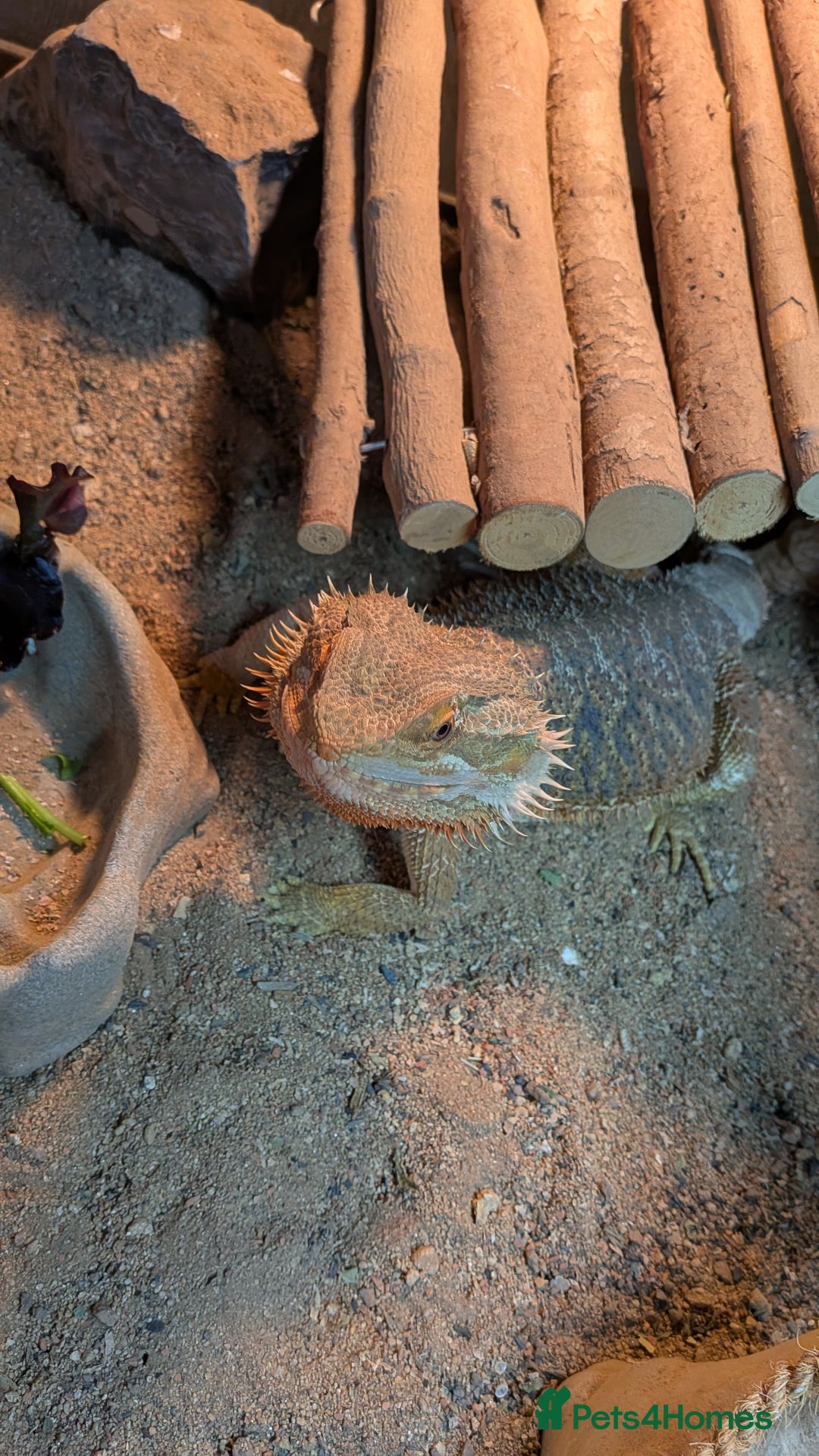 Dragon reptiles for sale: 4year old male dragon  - Image 2