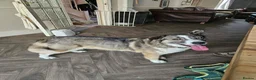Mixed Breed dogs for adoption: Doucia for adoption in Hastings - Advert 3