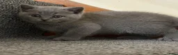 British Shorthair cats for sale: 4 blue Britishshorthair kittens Girls  for sale - Advert 17