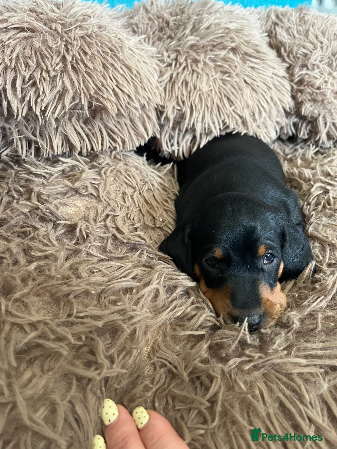 Dachshund dogs for sale: Stunning KC reg Standard Dachshund puppies  - Advert 2