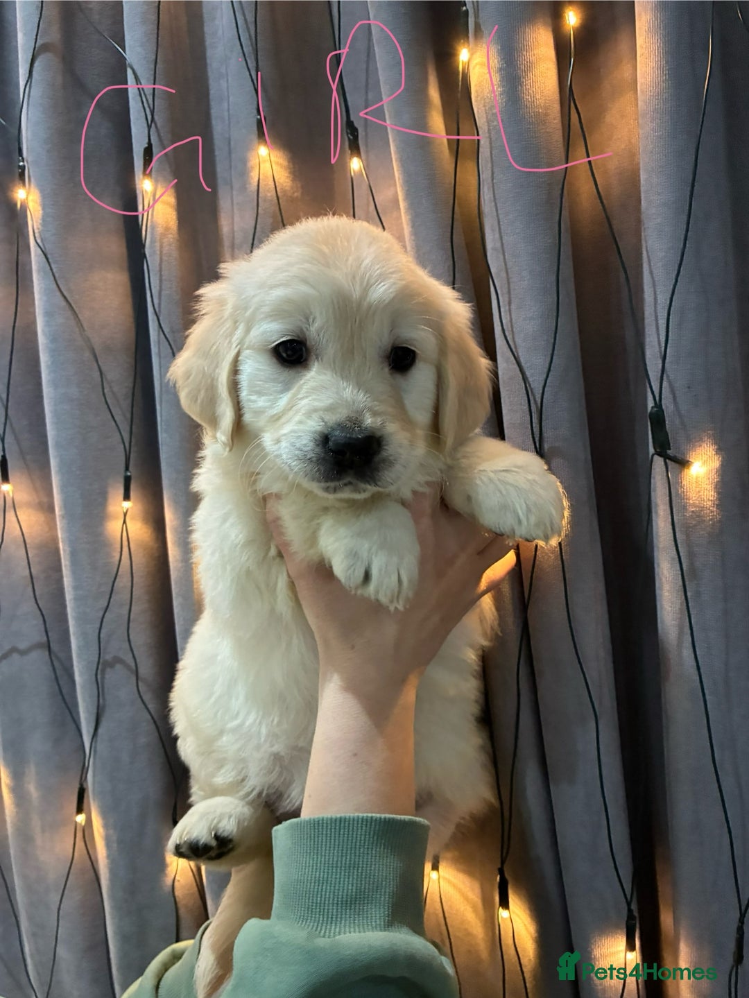 Golden Retriever dogs for sale: Golden Retriever puppies - Advert 3