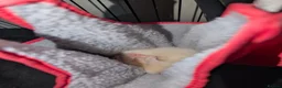 Ferret rodents for sale: 2 Ferrets for Sale, Seeking a Loving Home 15weeks - Advert 15