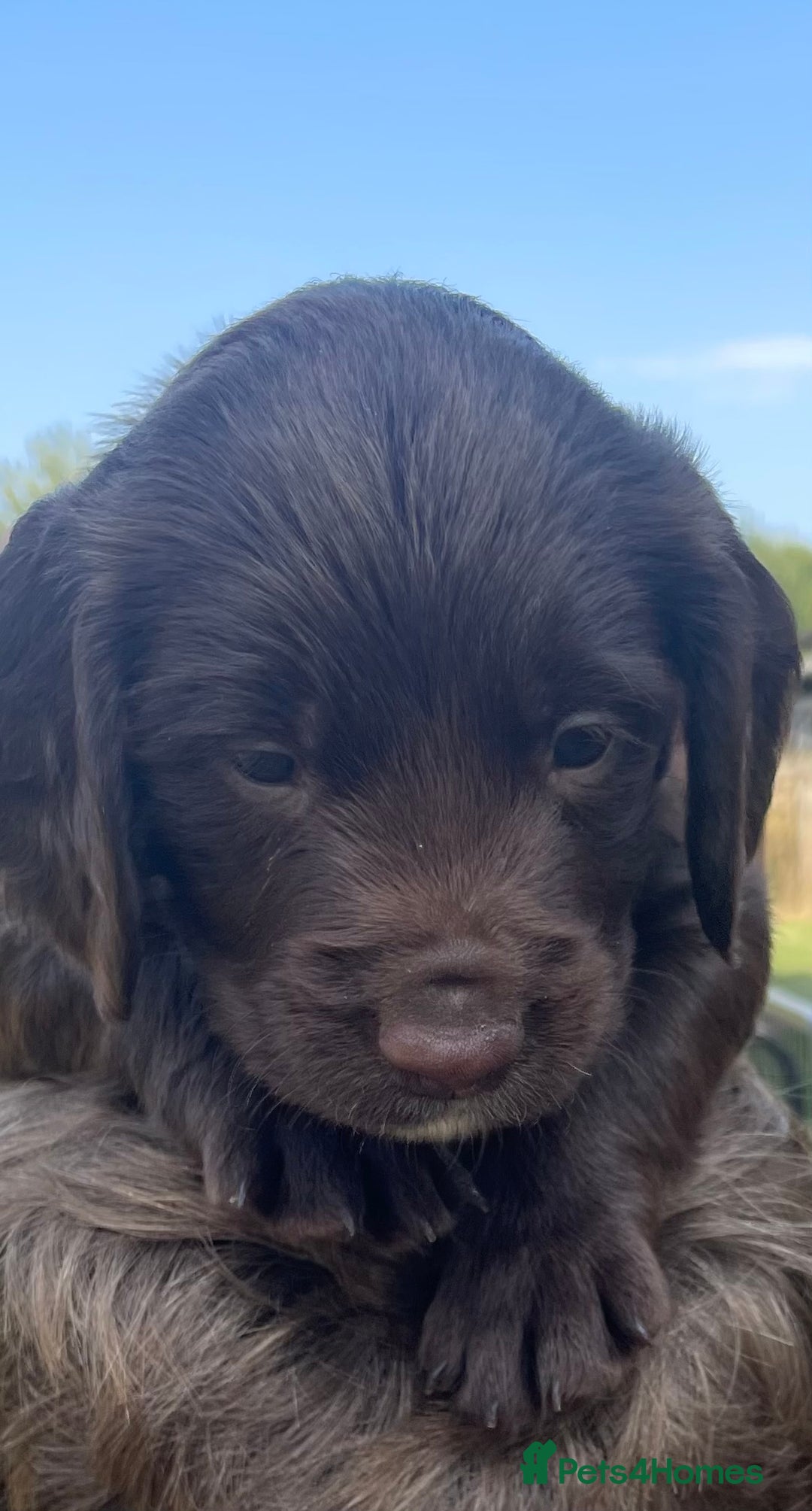 Sprocker dogs for sale: Adorable sprockers  - Image 7