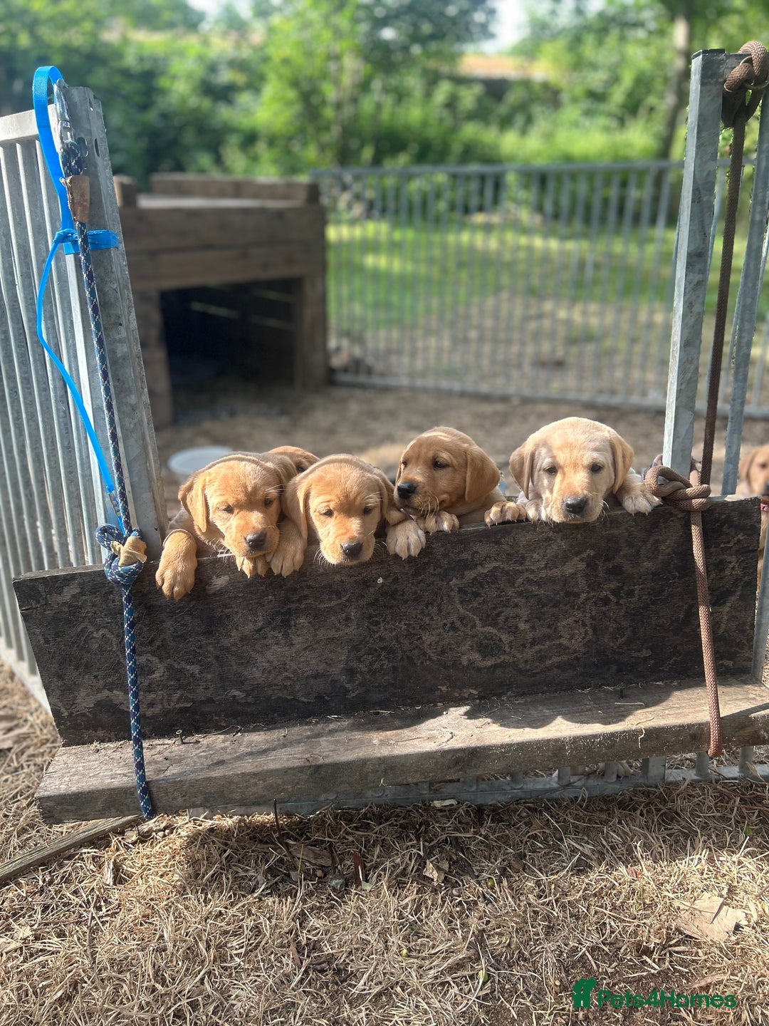 Labrador Retriever dogs for sale: Yellow and fox red Labrador pups - Image 1