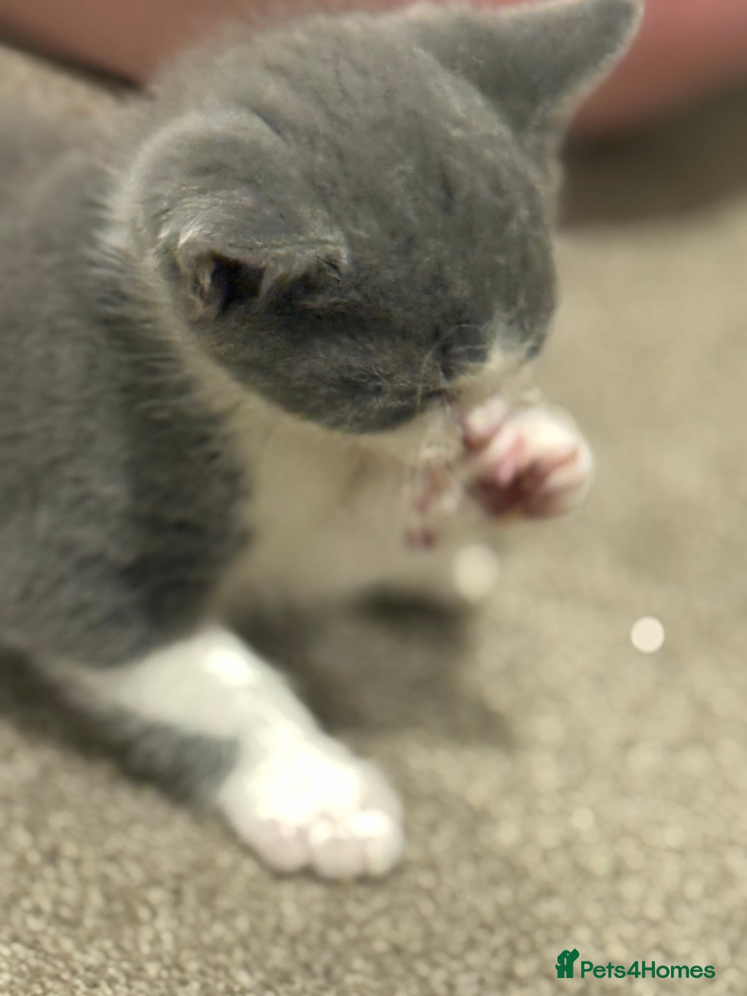 Mixed Breed cats for sale: 🤩🤩 10 beautifull fur babies 🤩🤩 - Advert 1