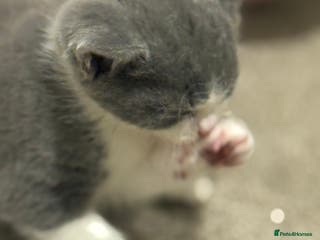 Mixed Breed cats 🤩🤩 10 beautifull fur babies 🤩🤩 - Advert 1