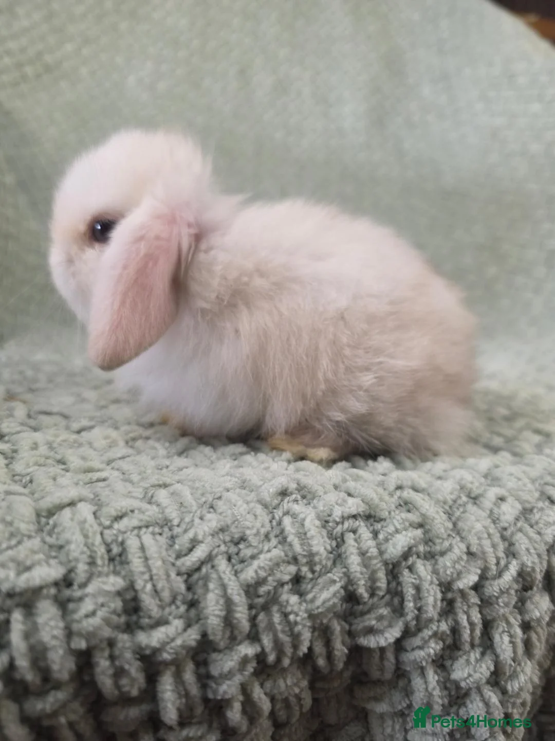 Mini Lop rabbits for sale: 2 mini lop baby bucks/boys left - Advert 11