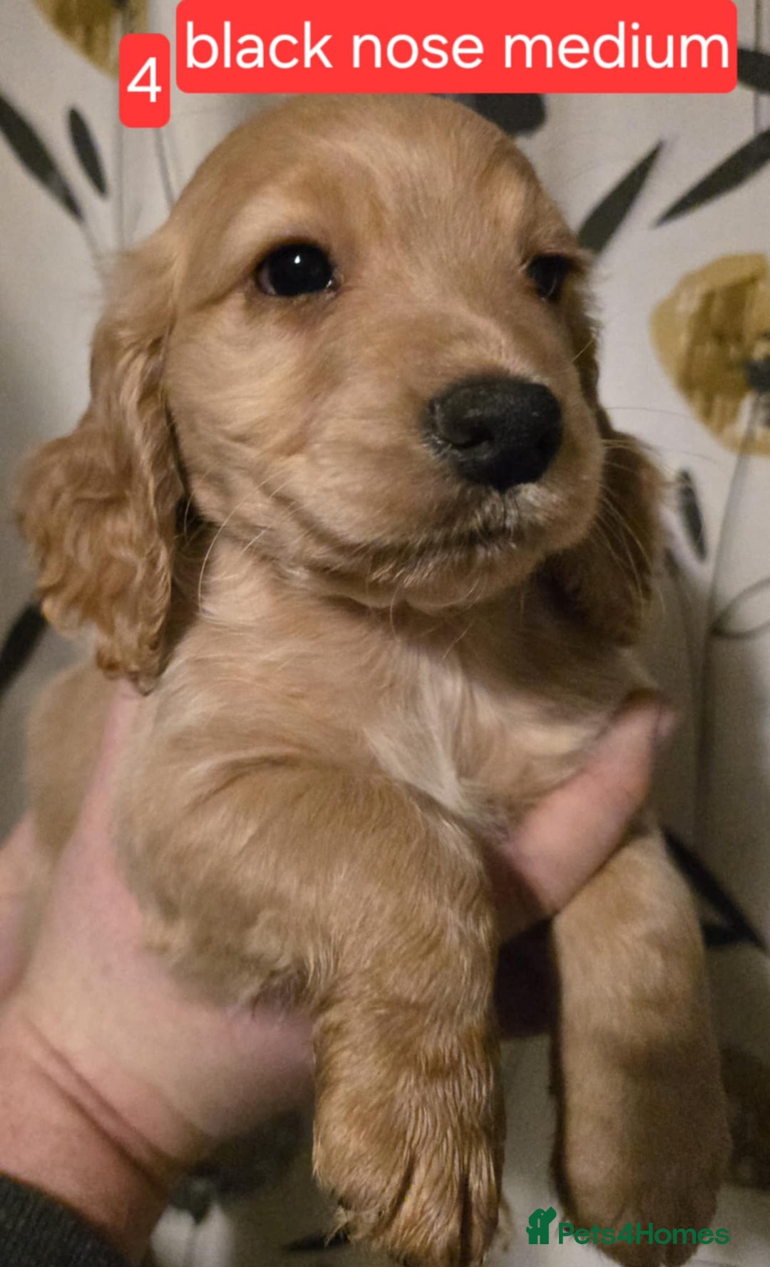 Cocker Spaniel dogs for sale: Cocker spaniel puppies  - Advert 5