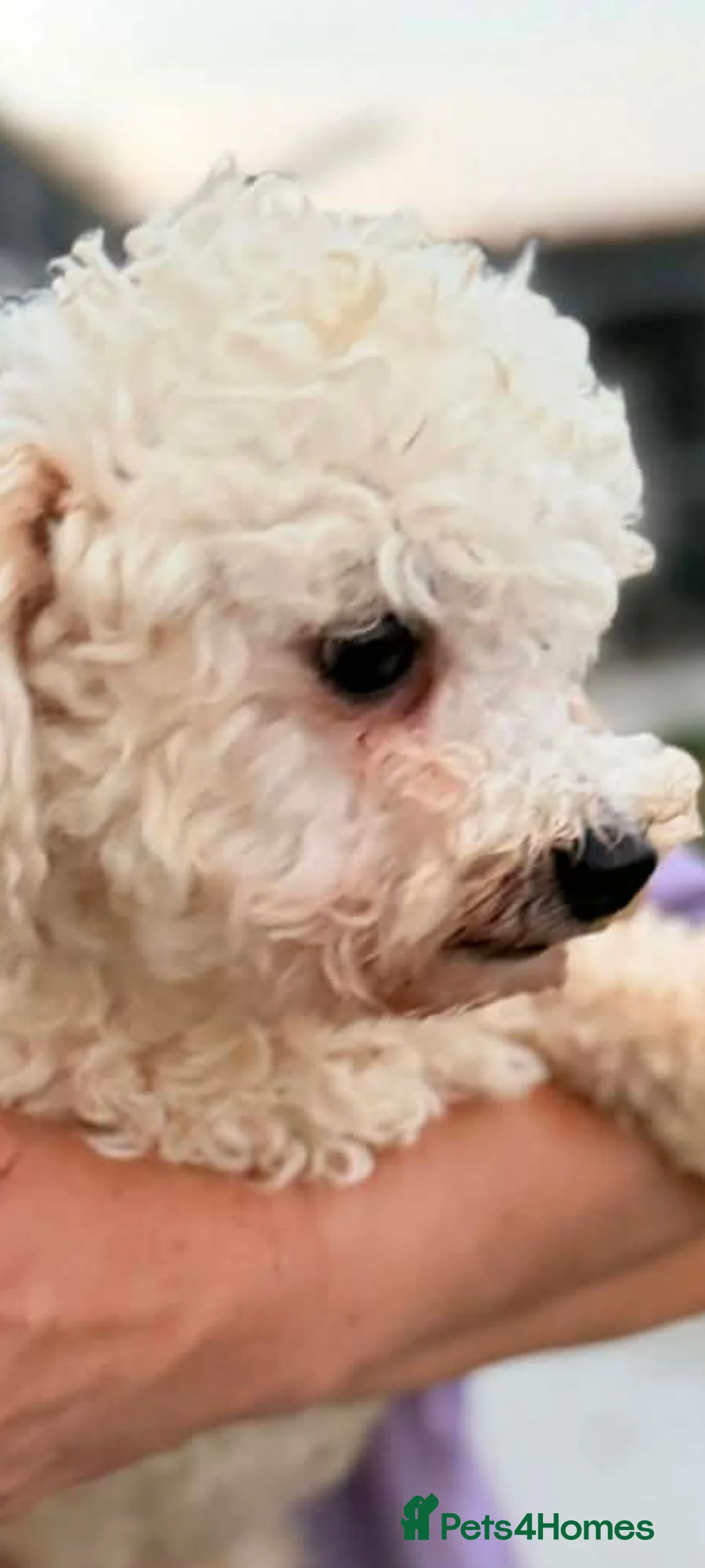 Bichon Frise dogs for adoption: Marshmallow ( mitch) 3kg male in Nottingham - Advert 4
