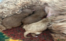 Cavapoo dogs for sale: 💫 TOY CAVAPOO PUPPYS HEALTH TESTED 💫  - Image 4