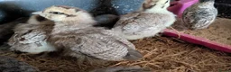 Chickens poultry for sale: unsexed chicks and quail and eggs - Advert 4