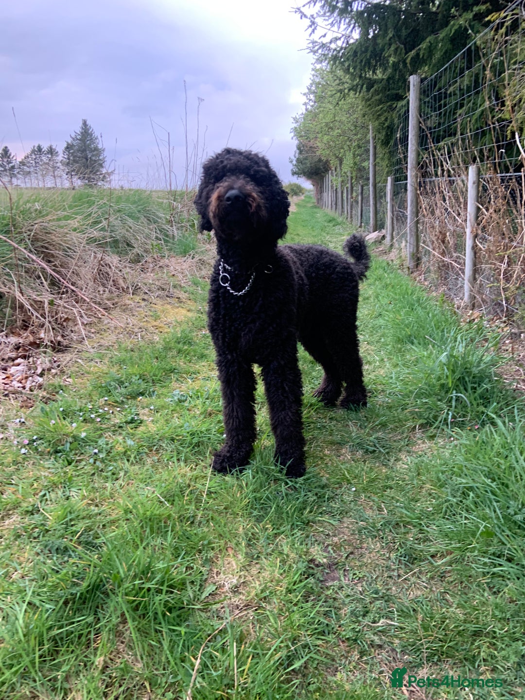 Labradoodle dogs for stud: Cruachan  - Image 2