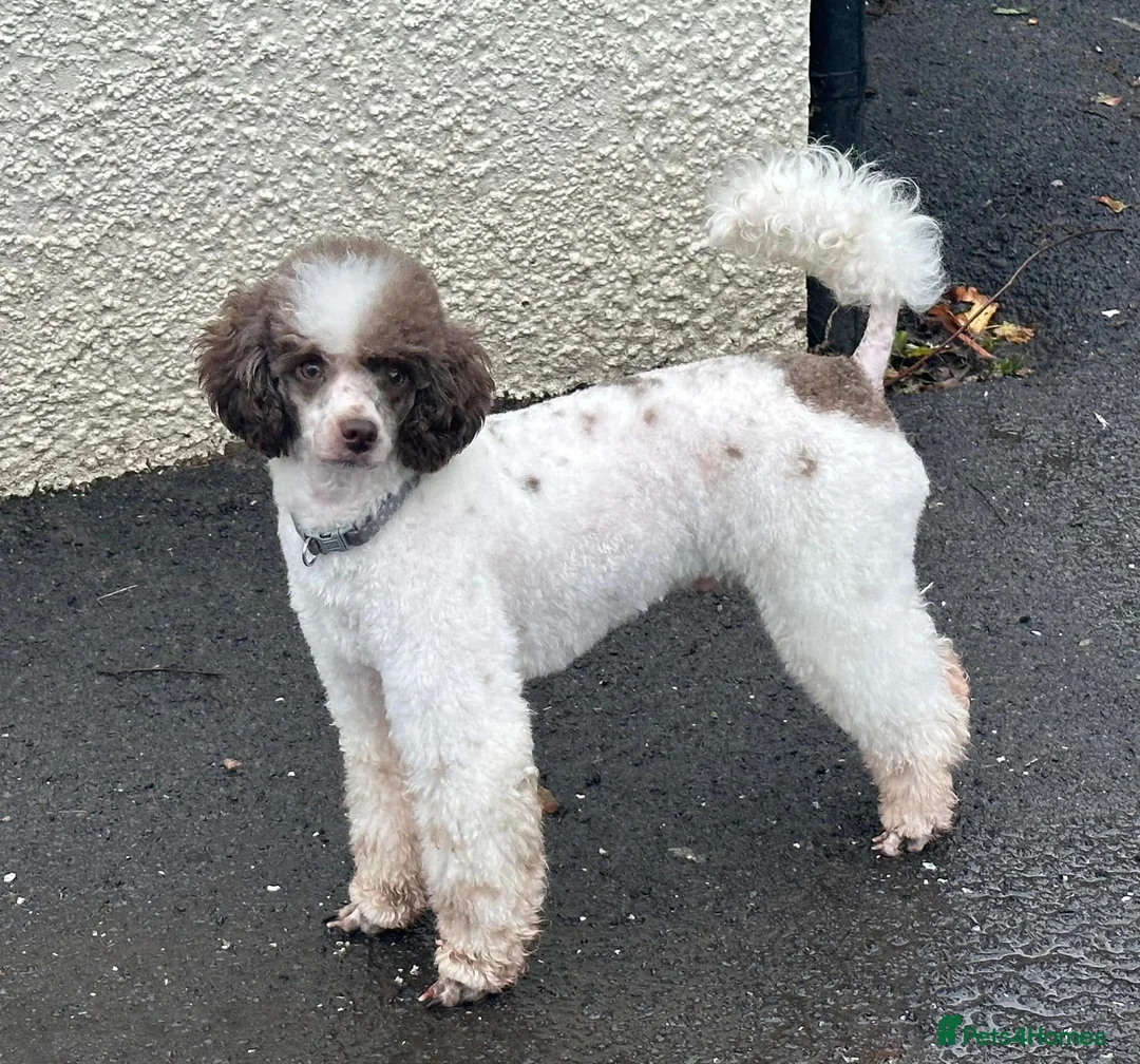 Miniature Poodle dogs for stud: Brown Parti Mini poodle at Stud  - Advert 1