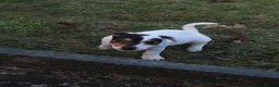 Mixed Breed dogs for sale: Parson Russell x Jack Russell  - Advert 14