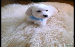 Maltese dogs for sale: 💙 Adorable Maltese Puppies for Sale - Image 17