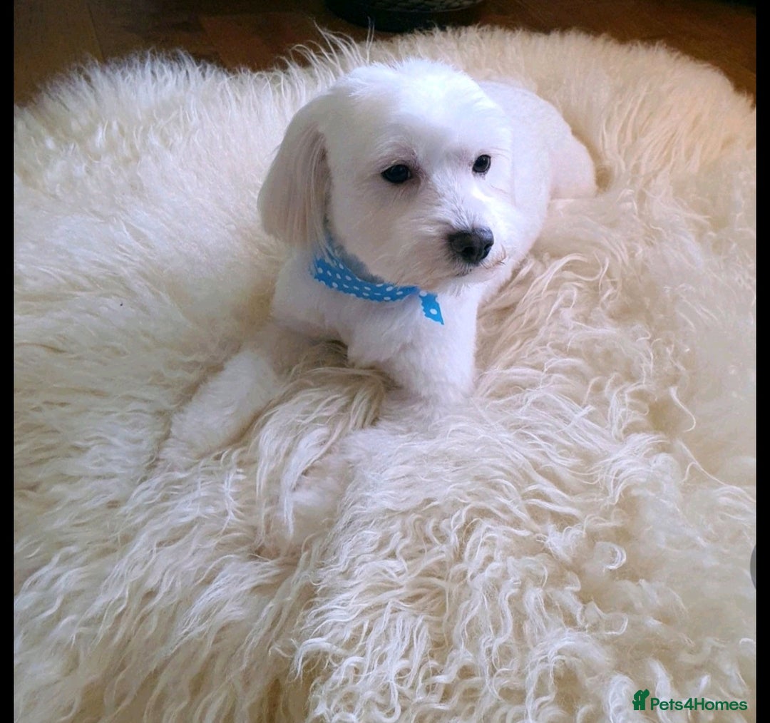 Maltese dogs for sale: 💙 Adorable Maltese Puppies for Sale - Image 17
