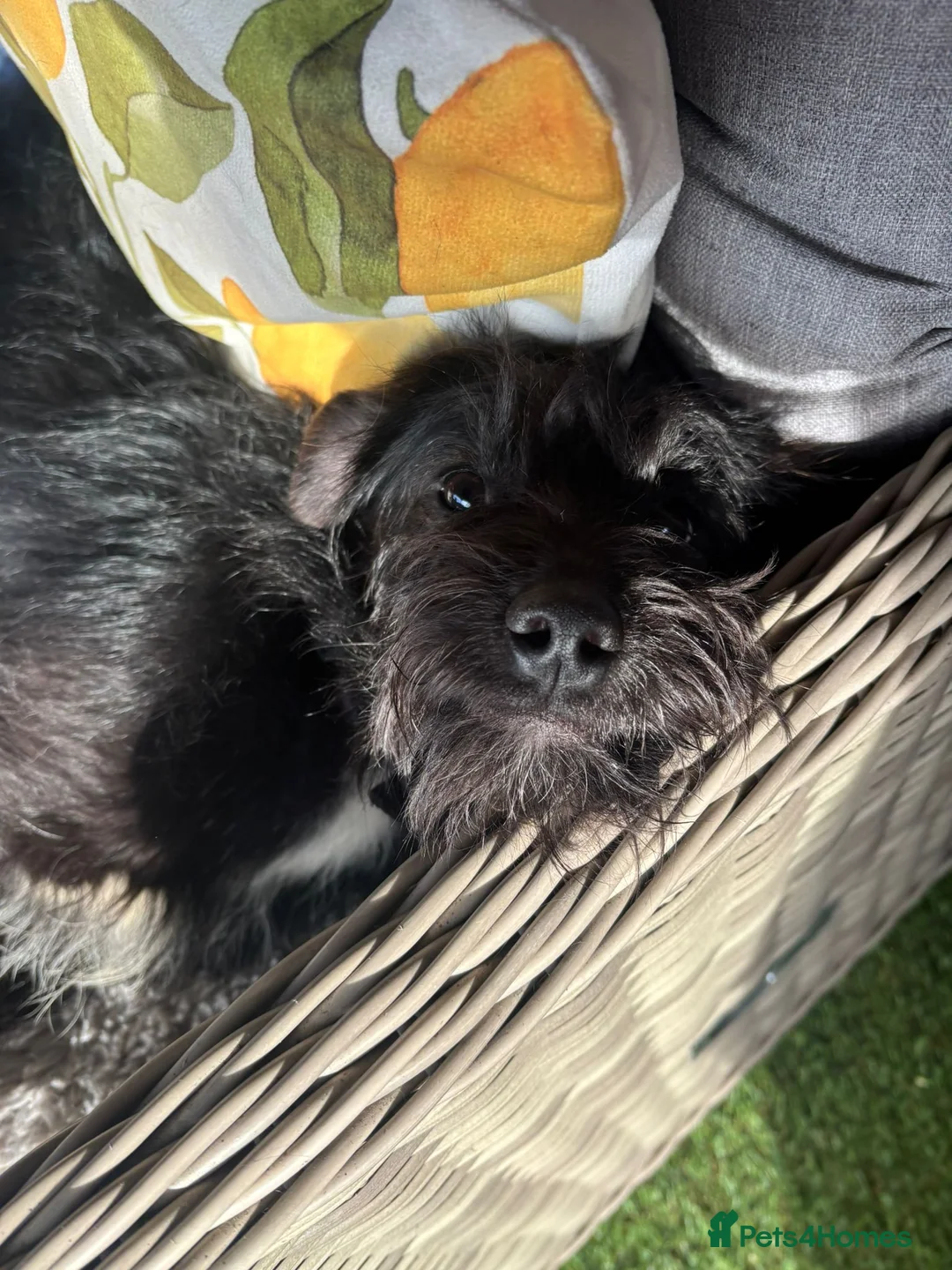 Jackapoo dogs for sale: Beautiful jackapoo for sale! - Advert 6