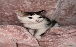 British Longhair cats for sale: ✨ Longhaired Kittens Looking for Loving Homes ✨ - Image 5