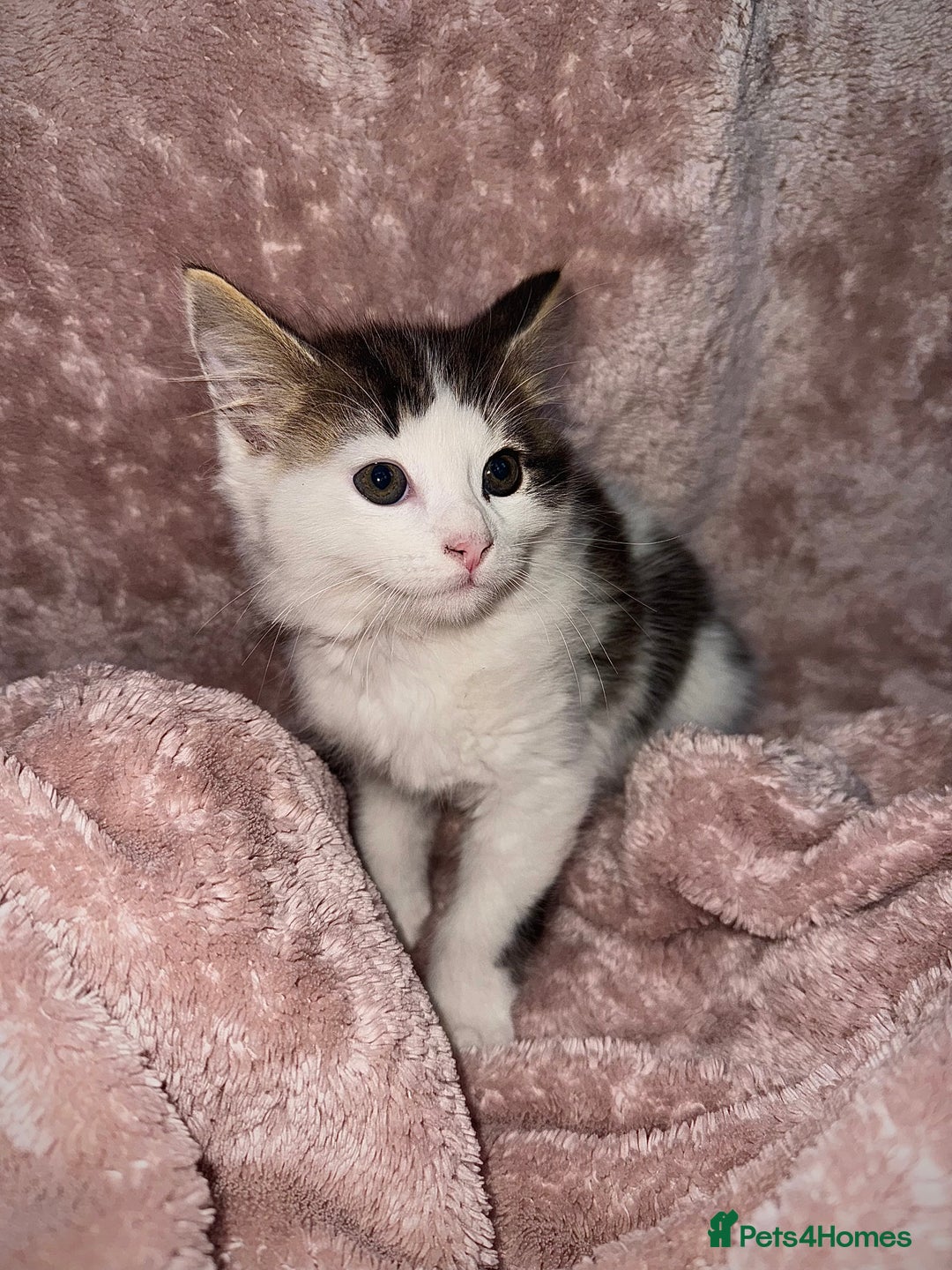 British Longhair cats for sale: ✨ Longhaired Kittens Looking for Loving Homes ✨ - Image 5