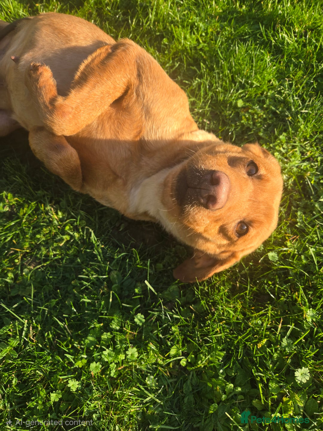 Labrador Retriever dogs for sale: 🧡 Retired gundog fox red labrador 🧡 - Advert 3