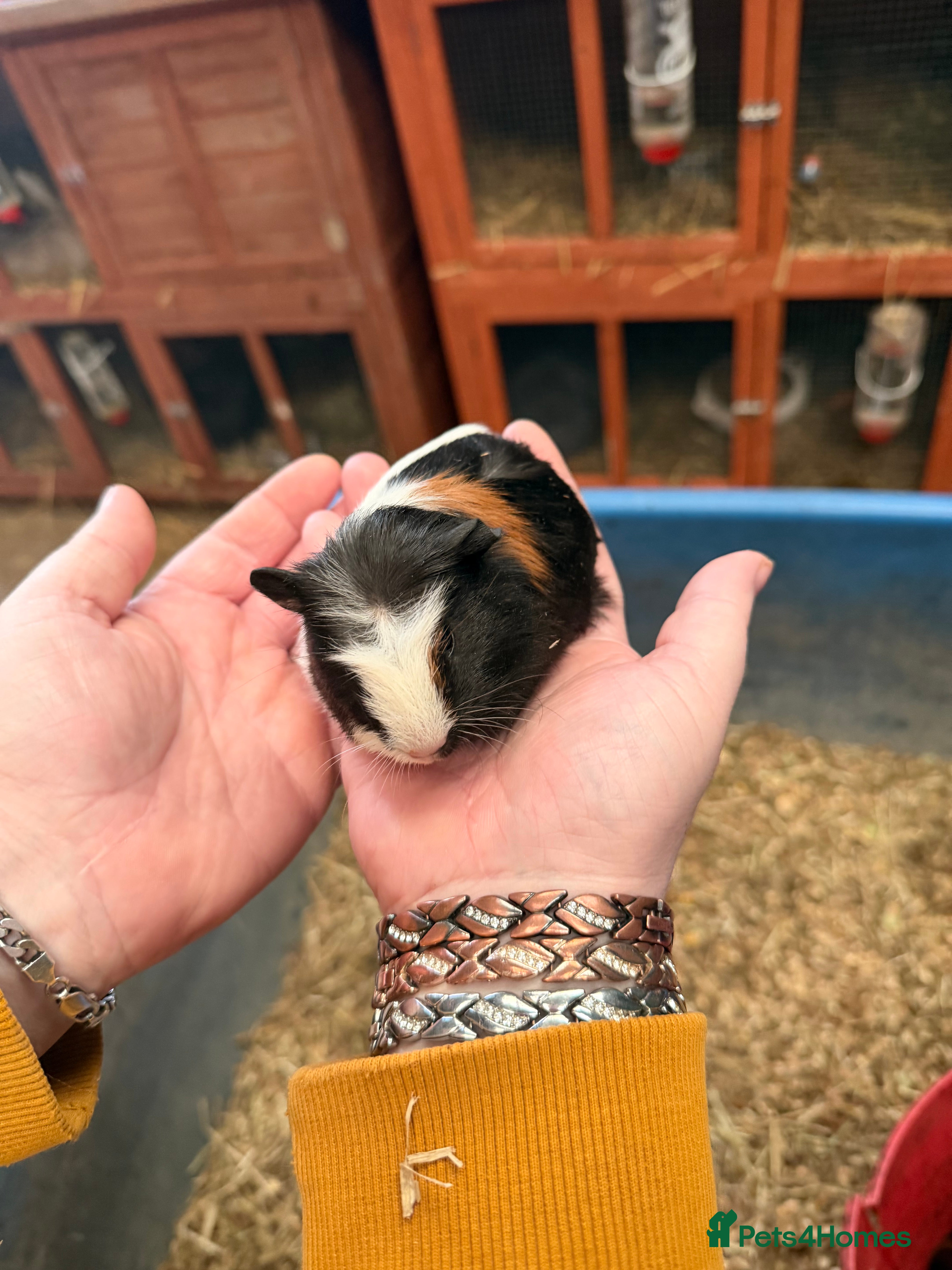 Guinea Pig rodents 1 male baby Guinea pigs left from Christmas Eve  - Advert 6
