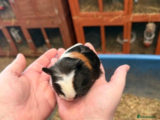 Guinea Pig rodents 1 male baby Guinea pigs left from Christmas Eve - Advert 6