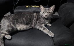 Scottish Fold cats for sale: Beautiful boy needs a new home - Image 6