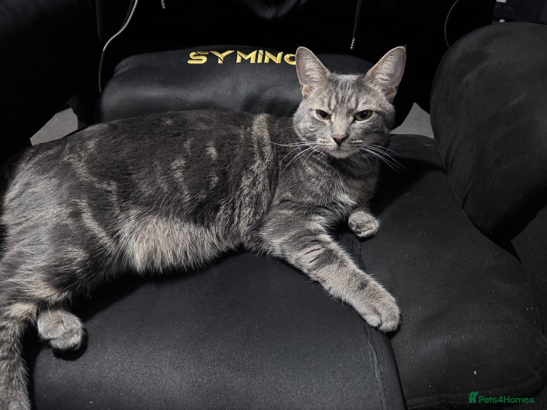 Scottish Fold cats for sale: Beautiful boy needs a new home - Image 6