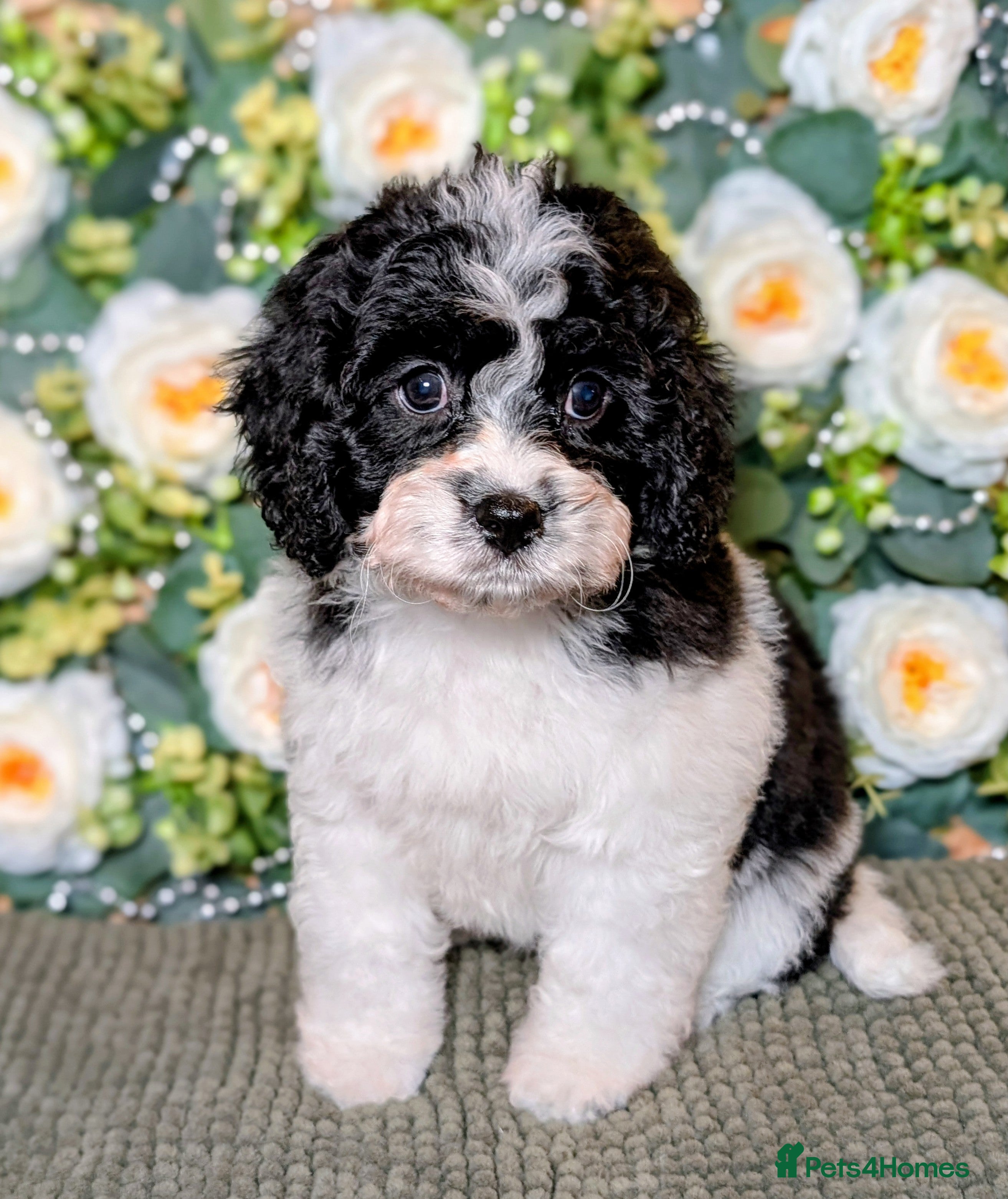 Cavapoo dogs ❤️F1 CAVAPOO GIRL❤️ HEALTH TESTED PARENTS!🐩 - Advert 6