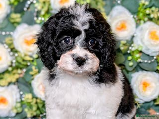 Cavapoo dogs ❤️F1 CAVAPOO GIRL❤️ HEALTH TESTED PARENTS!🐩 - Advert 6